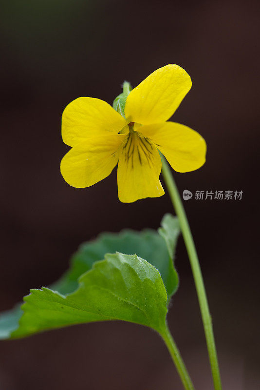 黄紫罗兰(Viola pubescens)，杂志山，AR